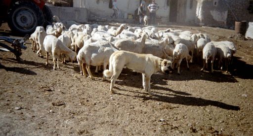Plateau Anatolien. Photos : Anne VOIRY